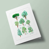 Histoire Naturelle - Arbres