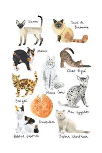 Histoire Naturelle - Chats