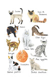 Histoire Naturelle - Chats