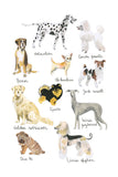Histoire Naturelle - Chiens