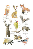 Histoire Naturelle - Animaux de la forêt française