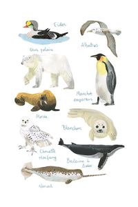 Histoire Naturelle - Animaux de la banquise
