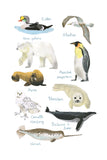 Histoire Naturelle - Animaux de la banquise