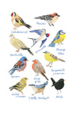 Histoire Naturelle - Oiseaux de nos jardins