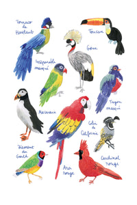 Histoire Naturelle - Oiseaux exotiques