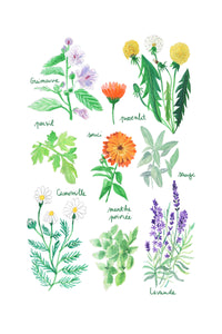 Histoire Naturelle - Plantes médicinales
