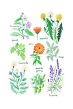 Histoire Naturelle - Plantes médicinales