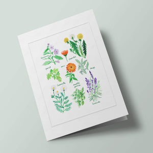 Histoire Naturelle - Plantes médicinales