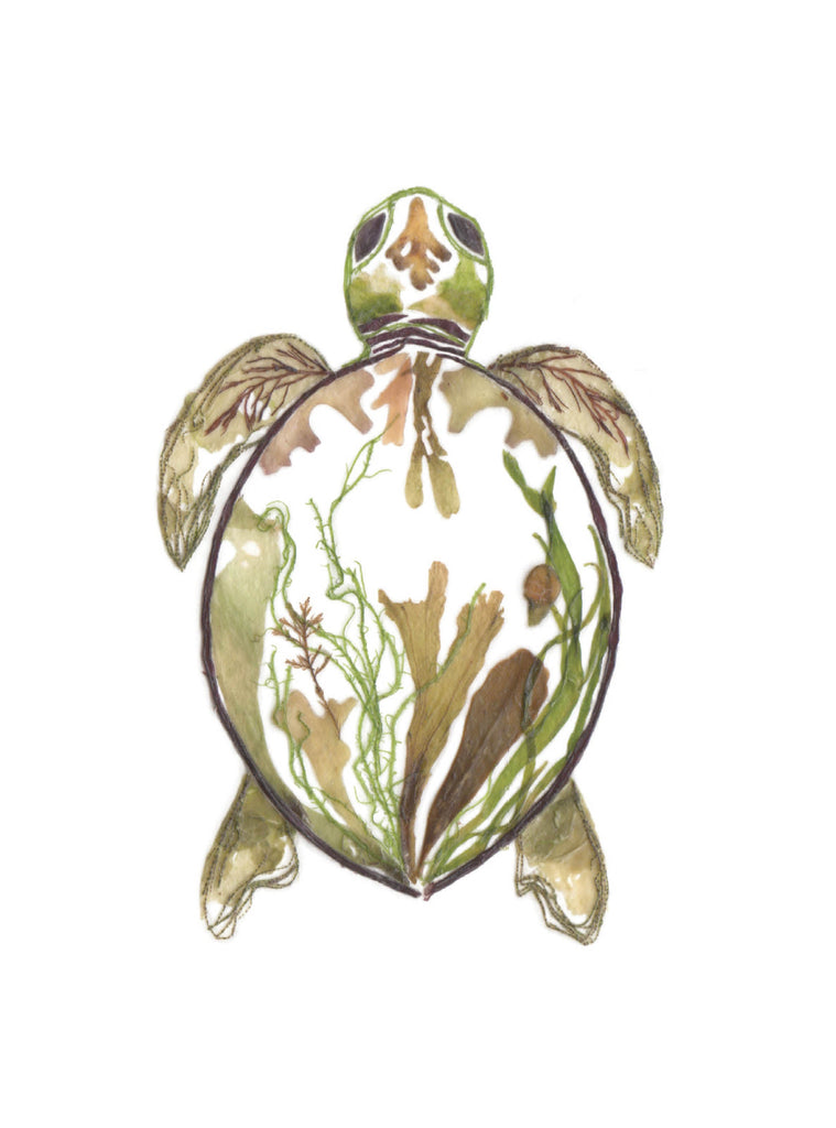 Tortue - dessin en fleurs pressées