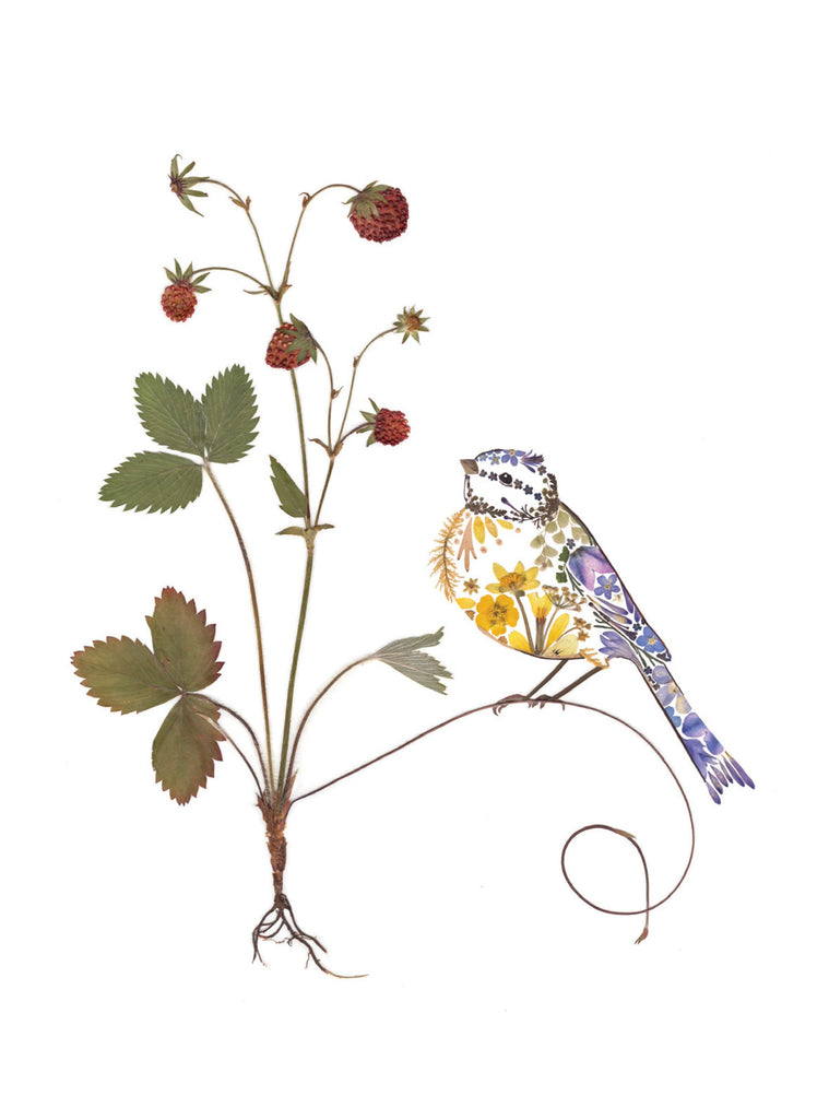 Au jardin de mon cœur - Mésange bleue - Fleurs pressées