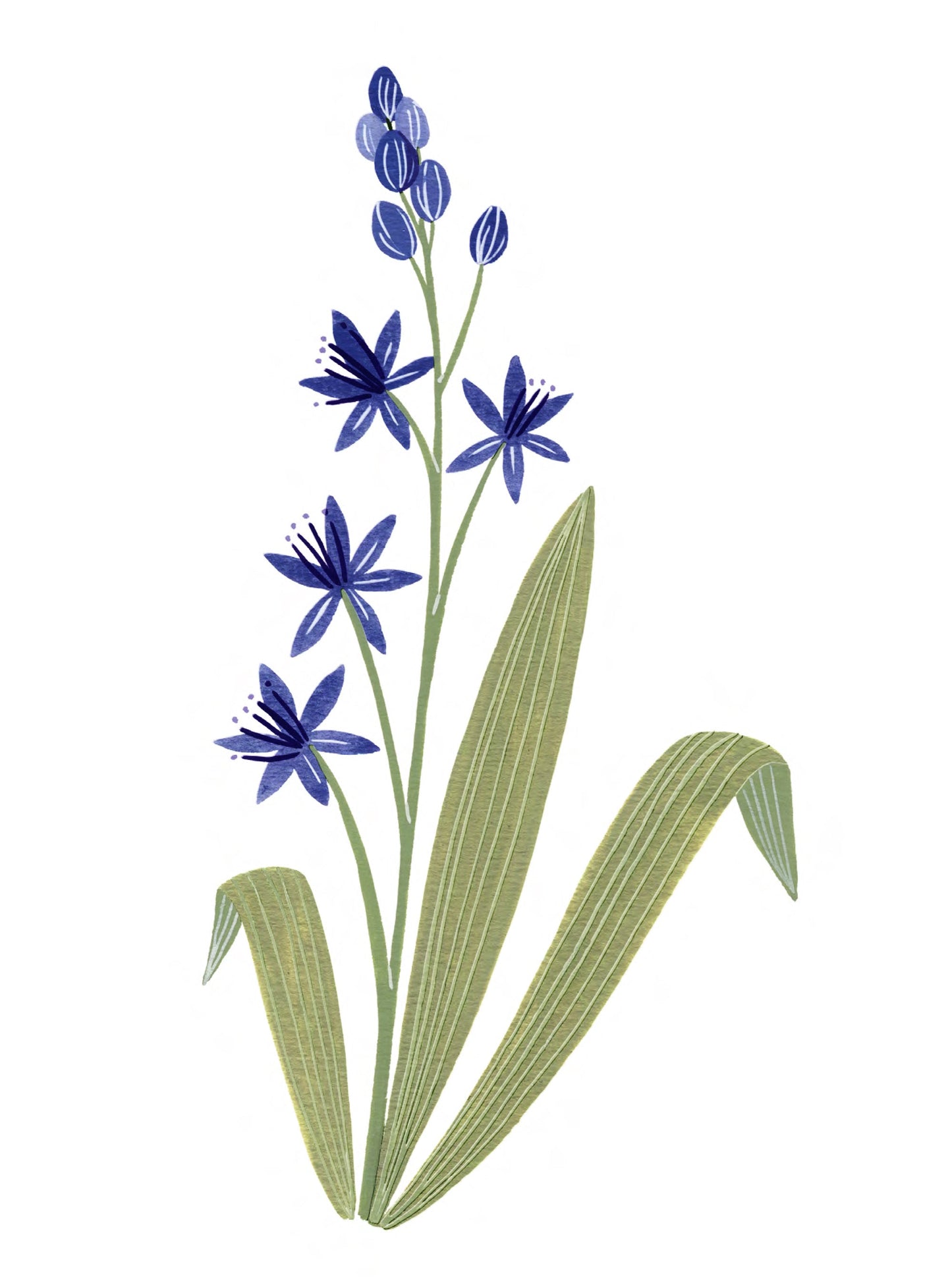 Flore - Scille à deux feuilles