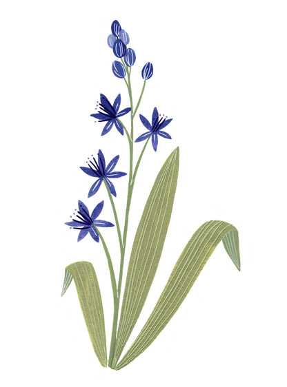 Flore - Scille à deux feuilles