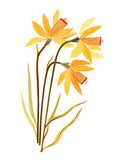 Flora - Narcissus
