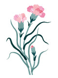 Flora - Carnation