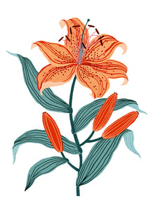 Flora - Lily