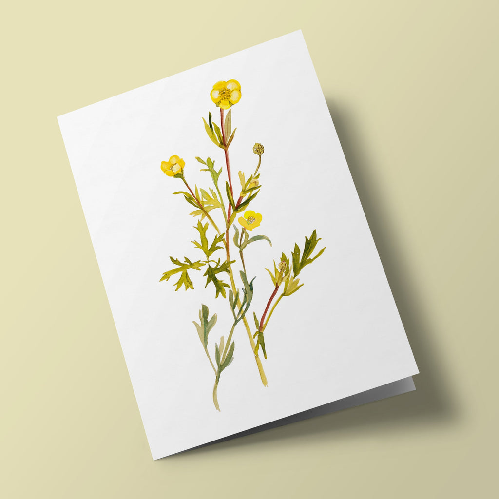 Plant Life - Buttercup