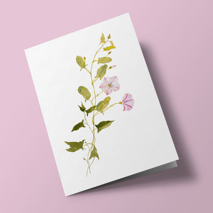 Plant Life - Field Bindweed