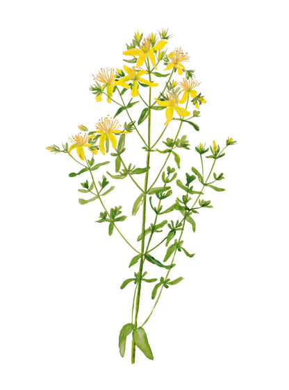 Une face de "Végétale" par Véronique Bachère