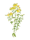 Plant Life - Hypericum/St. John's Wort