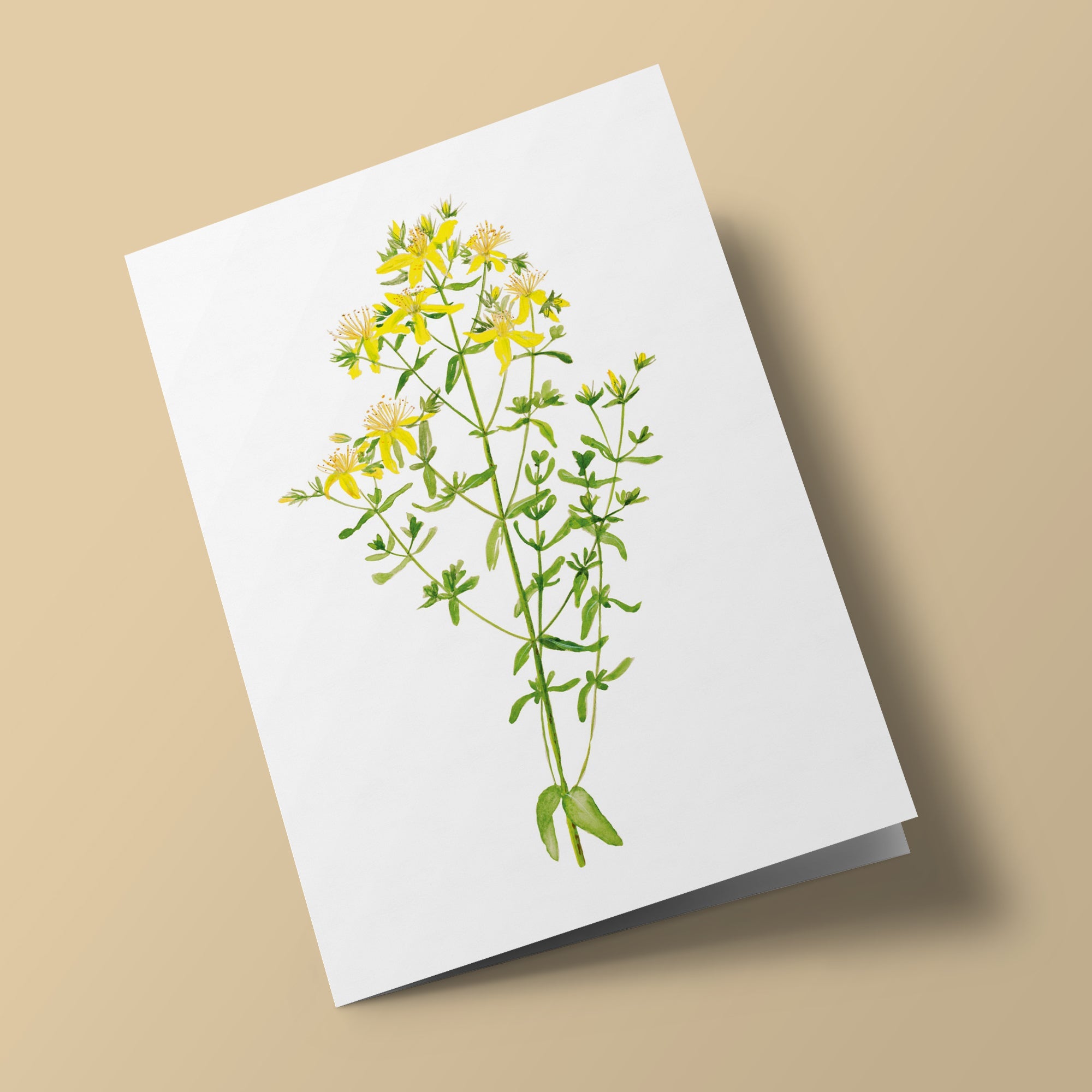 Plant Life - Hypericum/St. John's Wort