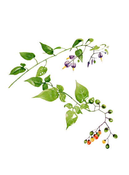 Une face de "Végétale" par Véronique Bachère