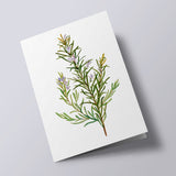 Plant Life - Rosemary