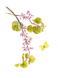 Plant Life - Judas Tree and Lemon