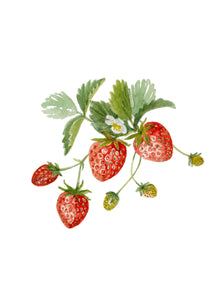 Plant Life - Strawberries