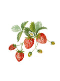 Plant Life - Strawberries