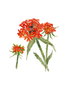 Plant Life - Maltese Cross