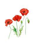 Végétale - Coquelicot