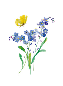 Plant Life - Forget-Me-Not