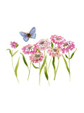 Plant Life - Iberis