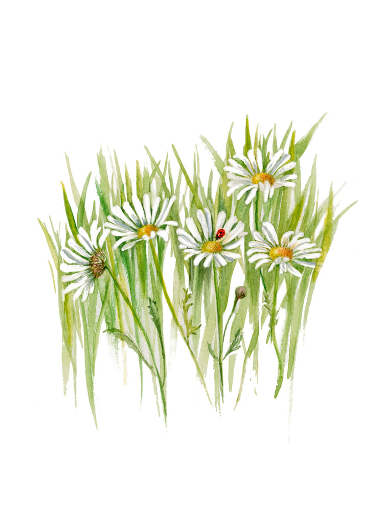 Plant Life - Daisy