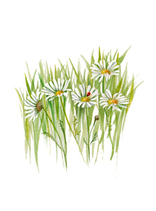 Plant Life - Daisy