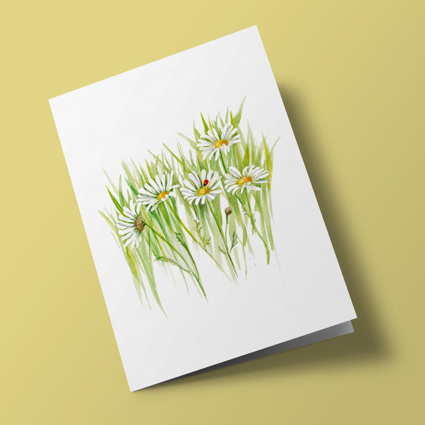 Plant Life - Daisy