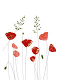 Sacred Nature - Poppies