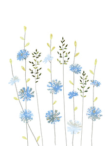 Sacred Nature - Chicory and Herbs