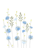 Sacred Nature - Chicory and Herbs
