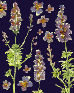 Carte à planter - Lavande sur fond bleu foncé