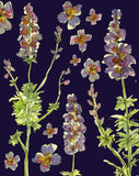 Carte à planter - Lavande sur fond bleu foncé