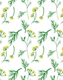 Aneth - carte à planter