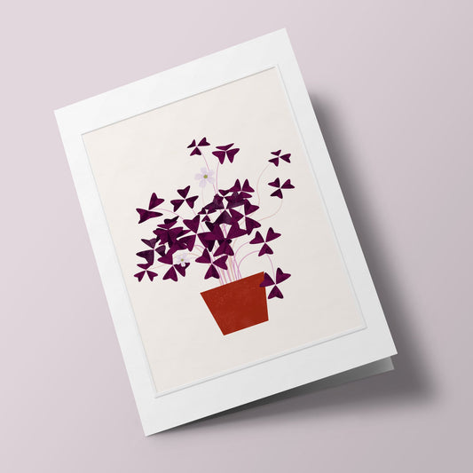 Les Belles Plantes - Oxalis