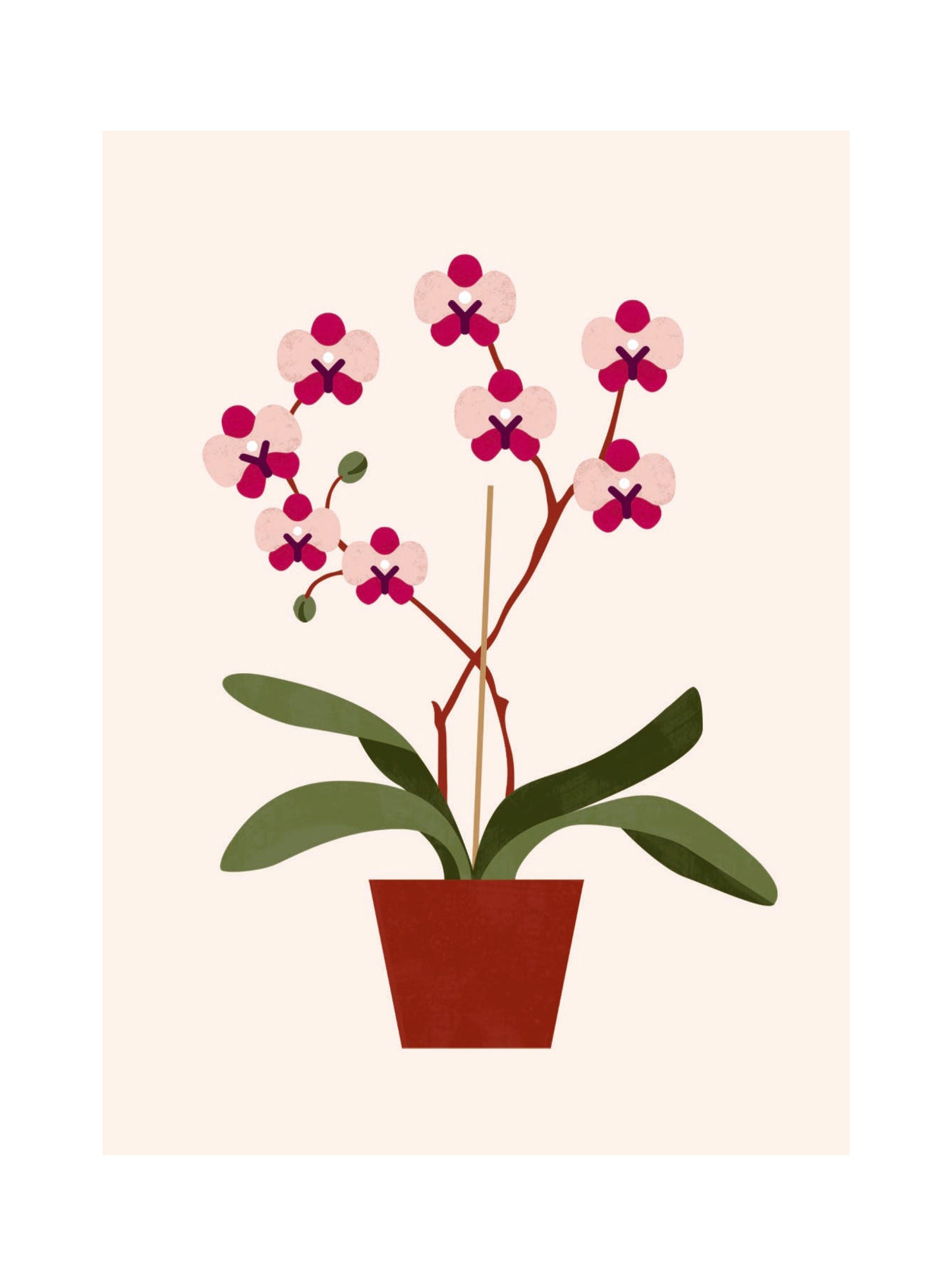 Les Belles Plantes - Orchid