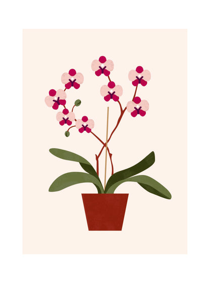 Les Belles Plantes - Orchid