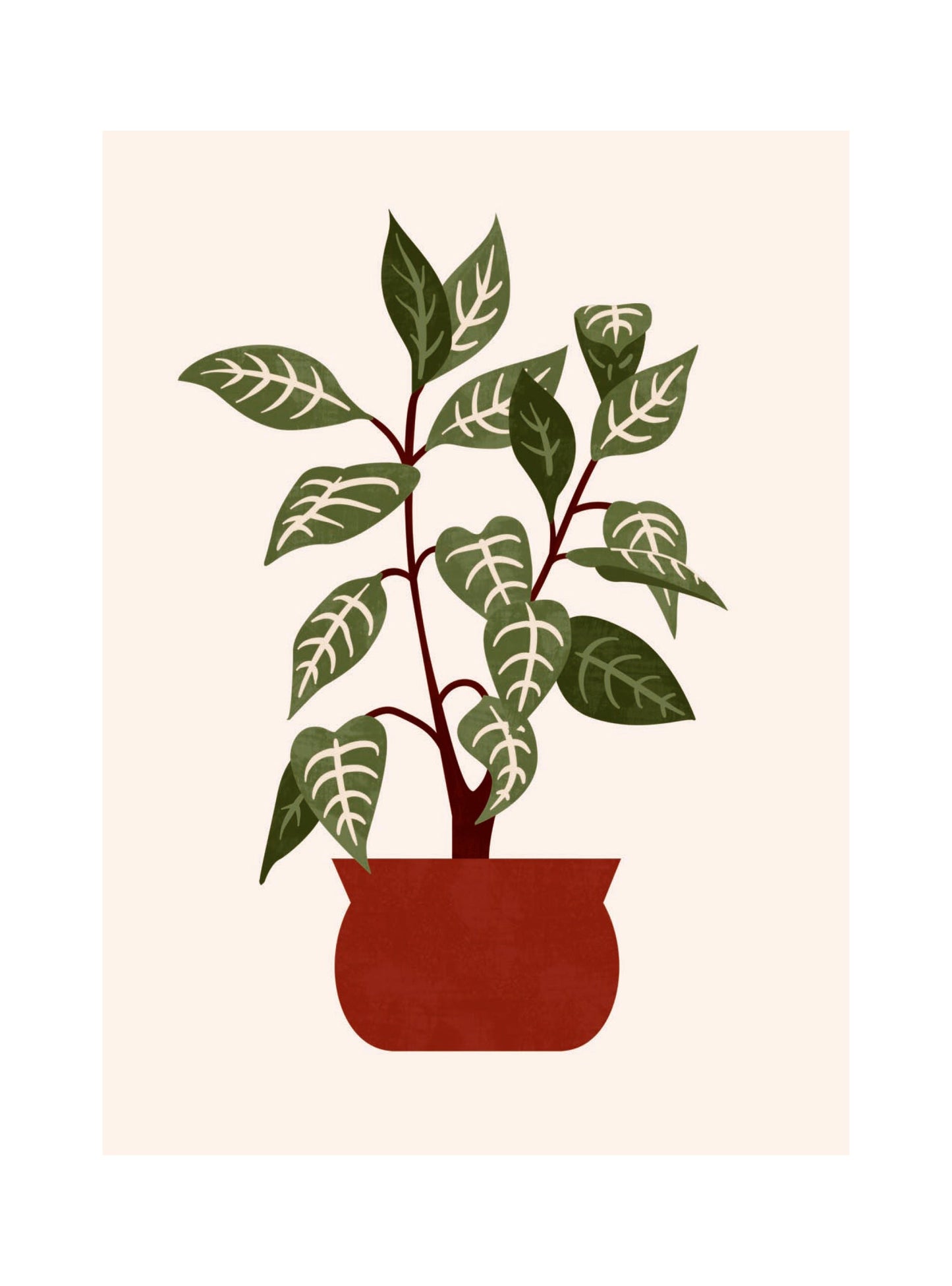 Les Belles Plantes - Zebra Plant