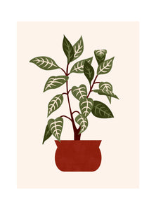 Les Belles Plantes - Plante Zèbre
