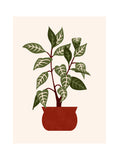 Les Belles Plantes - Plante Zèbre