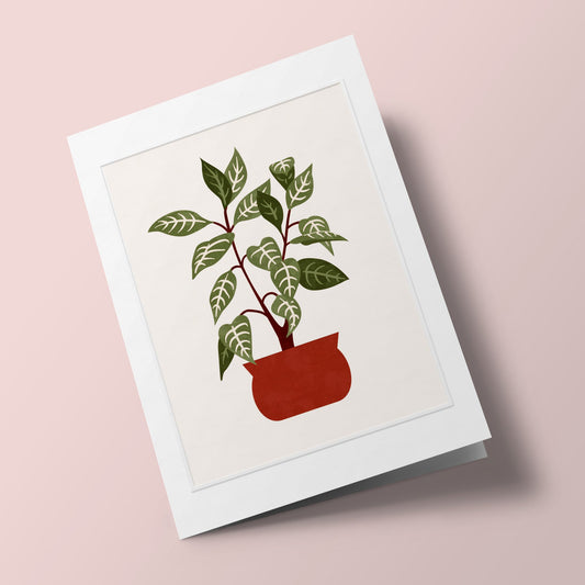 Les Belles Plantes - Plante Zèbre