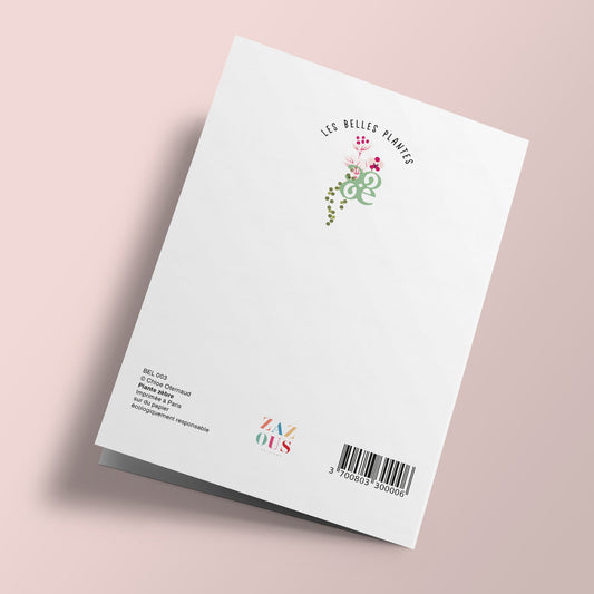 Les Belles Plantes - Plante Zèbre